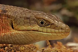 Multicarinata: Southern Alligator Lizard - close-up of head