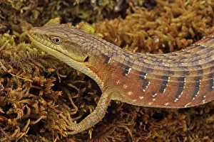 Multicarinata: Southern Alligator Lizard - close-up of head