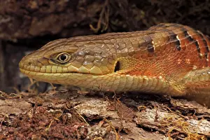Multicarinata: Southern Alligator Lizard - close-up of head