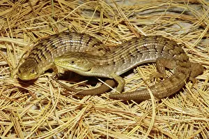 Gerrhonotus: Southern Alligator Lizards