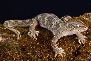 Diplodactylidae: The Southern Alps gecko (Woodworthia Southern Alps')