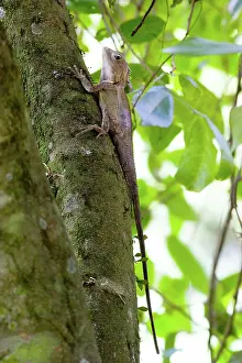 Gonocephalus: Southern angle-headed dragon