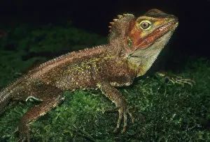 Gonocephalus: Southern Angle-headed Dragon (Gonocephalus