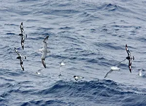 Prions: Southern / Antarctic Fulmar and Cape Petrel / Cape
