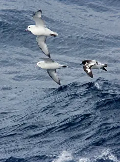 Winds: Southern / Antartic Fulmar with a Cape Petrel /