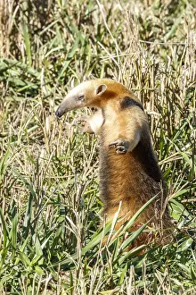 Anteater: Southern Anteater (Tamandua tetradactyla) standing