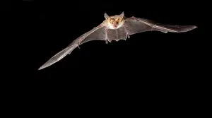 Pallidus: southern Arizona, USA, Pallid Bat, Antrozous