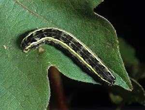 Worm: Southern armyworm