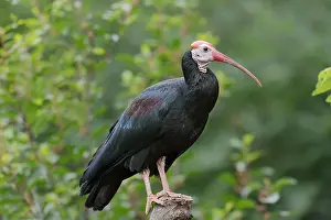 Ibis: Southern bald ibis (Geronticus calvus), captive