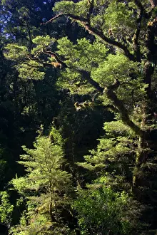 Nothofagus: Southern Beech forest - backlit Southern Beech