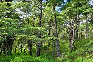 Villarrica: Southern Beech Forest - lush Southern Beech forest