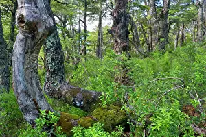 Villarrica: Southern Beech Forest - lush Southern Beech forest