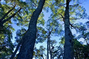 Villarrica: Southern Beech Forest - lush Southern Beech forest