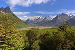 Nothofagus: Southern Beech forest and mountain range