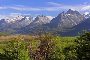 Nothofagus: Southern Beech forest and mountain range