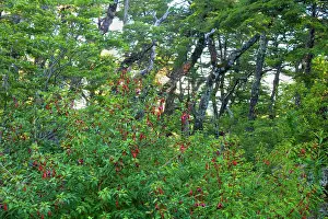 Bushy: Southern Beech Forest - Southern Beech forest with