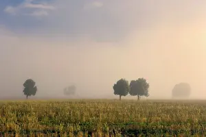 Deforested: Southern Beech Trees - in morning fog and on deforested