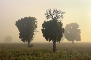 Deforested: Southern Beech Trees - in morning fog and on deforested