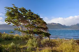 Winds: Southern Beech Trees - windsept by constantly strong