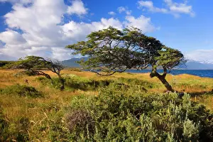 Winds: Southern Beech Trees - windsept by constantly strong