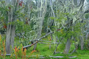 Nothofagus: Southern Beeches and lichen - branches of dead