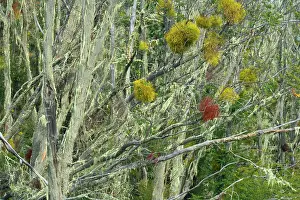 Nothofagus: Southern Beeches and lichen - branches of dead