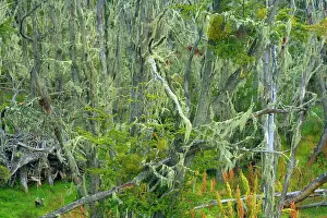 Nothofagus: Southern Beeches and lichen - branches of Southern