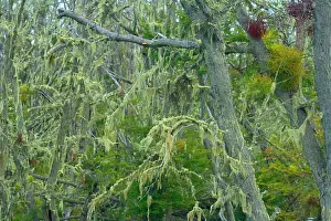 Nothofagus: Southern Beeches and lichen - branches of Southern