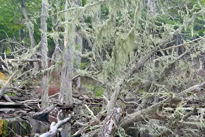 Nothofagus: Southern Beeches and lichen - dead Southern Beeches