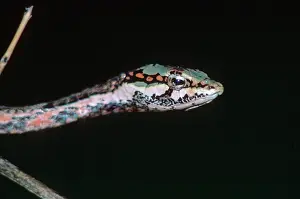 Kirtlandii: Southern Bird Snake