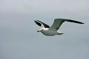 Dominicanus: Southern Black-backed / Dominican / Kelp Gull -