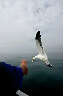 Dominicanus: Southern Black-backed / Dominican / Kelp Gull
