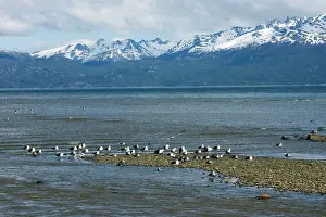 Fuego: Southern Black-backed / Dominican / Kelp Gull -