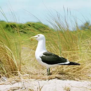Dominicanus: Southern Black-backed Gull