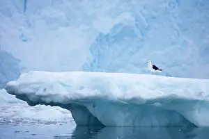 Dominicanus: Southern Black-backed / Kelp / Dominican GULL