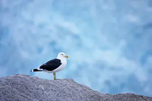 Dominicanus: Southern Black-backed / Kelp / Dominican GULL -