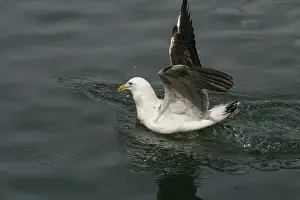 Dominicanus: Southern Black-backed / Kelp / Dominican GULL -