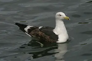 Dominicanus: Southern Black-backed / Kelp / Dominican GULL -
