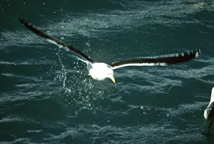 Edwin Mickleburgh: Southern Black-backed / Kelp / Dominican GULL