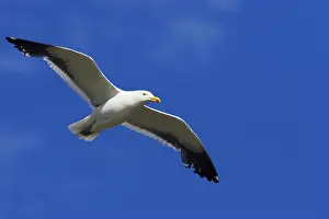 Dominicanus: Southern Black-backed / Kelp / Dominican GULL - In flight