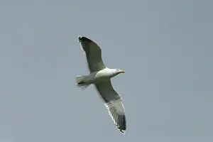 Dominicanus: Southern Black-backed / Kelp / Dominican GULL - In flight