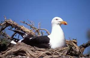 Dominicanus: Southern Black-backed / Kelp / Dominican GULL - on nest
