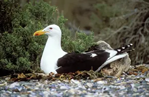 Dominicanus: Southern Black-backed / Kelp / Dominican GULL - on nest