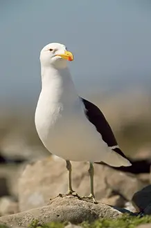 Dominicanus: Southern Black-backed / Kelp / Dominican GULL - on rock