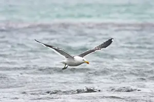 Dominicanus: Southern Black-backed / Kelp / Dominican GULL - Taking off