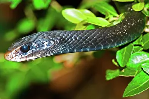 Agile: Southern Black Racer