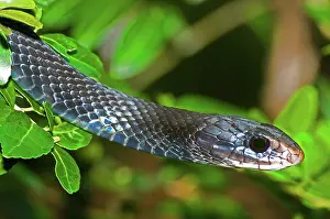 Agile: Southern Black Racer