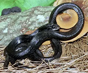 Coluber: Southern Black Racer (Coluber priapus)