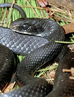 Coluber: Southern Black Racer (Coluber priapus)