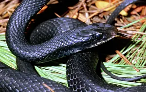 Coluber: Southern Black Racer (Coluber priapus)